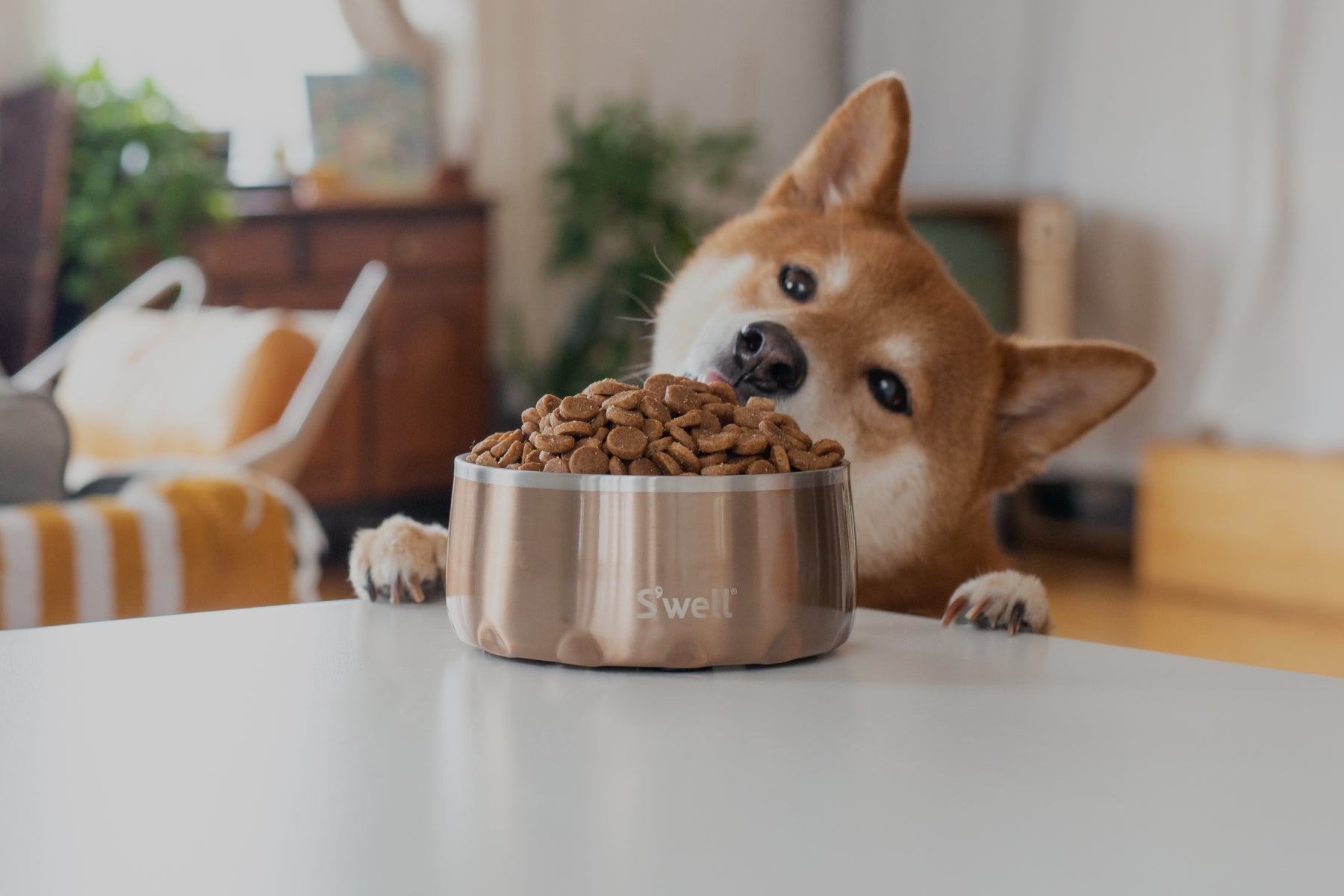 Pet